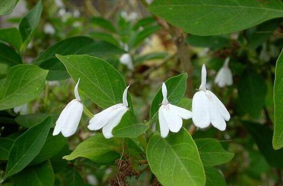 氣血雙補(bǔ)仙鶴草