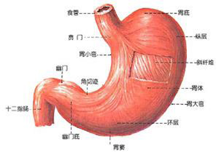 胃及十二指腸潰瘍