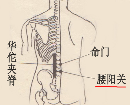 腰陽(yáng)關(guān)穴→祛寒除濕