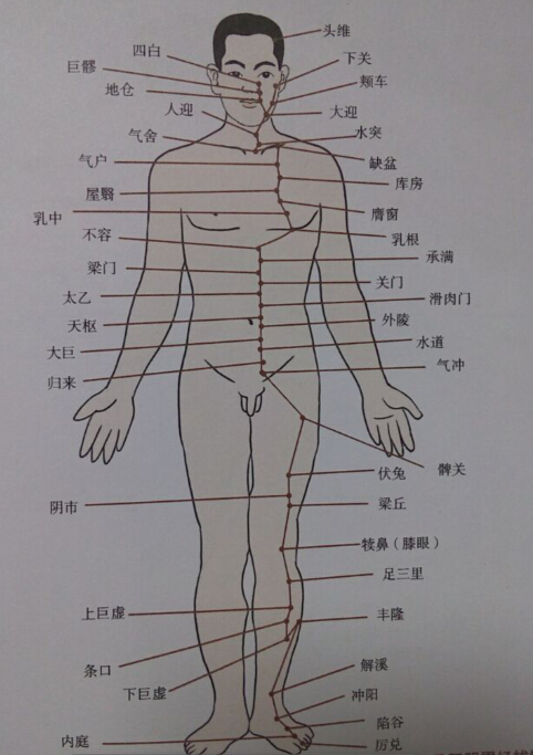 足陽(yáng)明胃經(jīng)拔罐線路