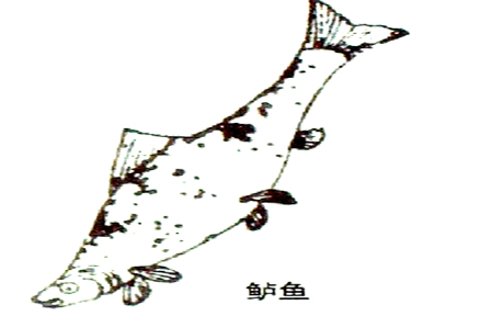 鱸魚(yú)