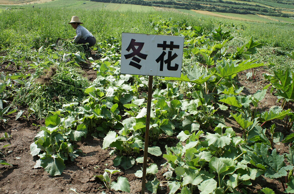 2016年山西省中藥材種植積極性提高