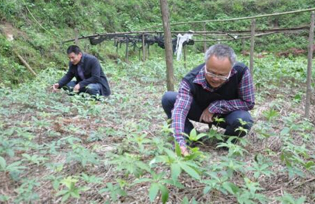 灌陽合力村民陸歡平引種中藥材挖掘致富路