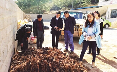 威寧自治縣大力發(fā)展中藥材產業(yè)促農增收側記