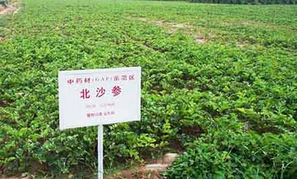 中藥材種植助力四川省級扶貧項目