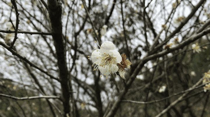 竹筒梅花針?lè)?/>
       </div>
       <p>竹筒梅花針?lè)?/p>
      </a>
     </li>
      <li>
       <a href=