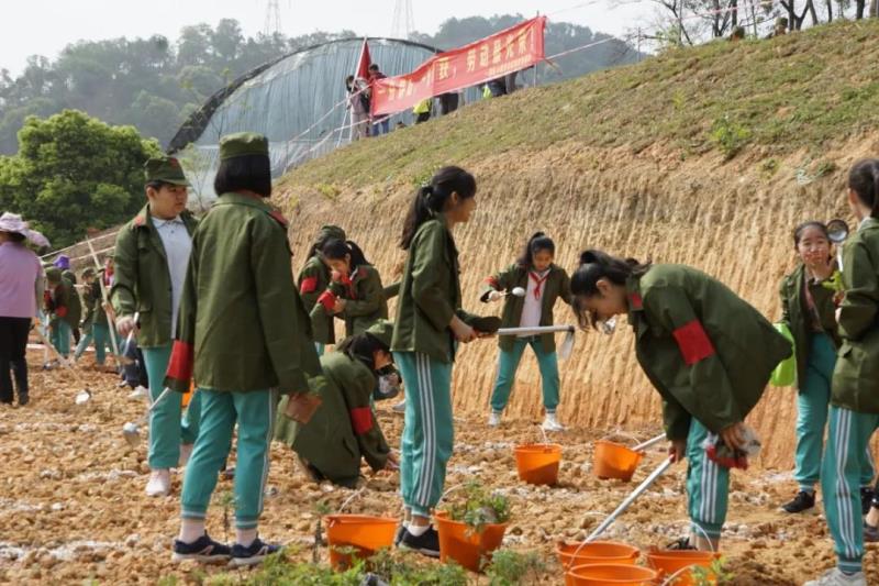 勞動實踐：種植艾草