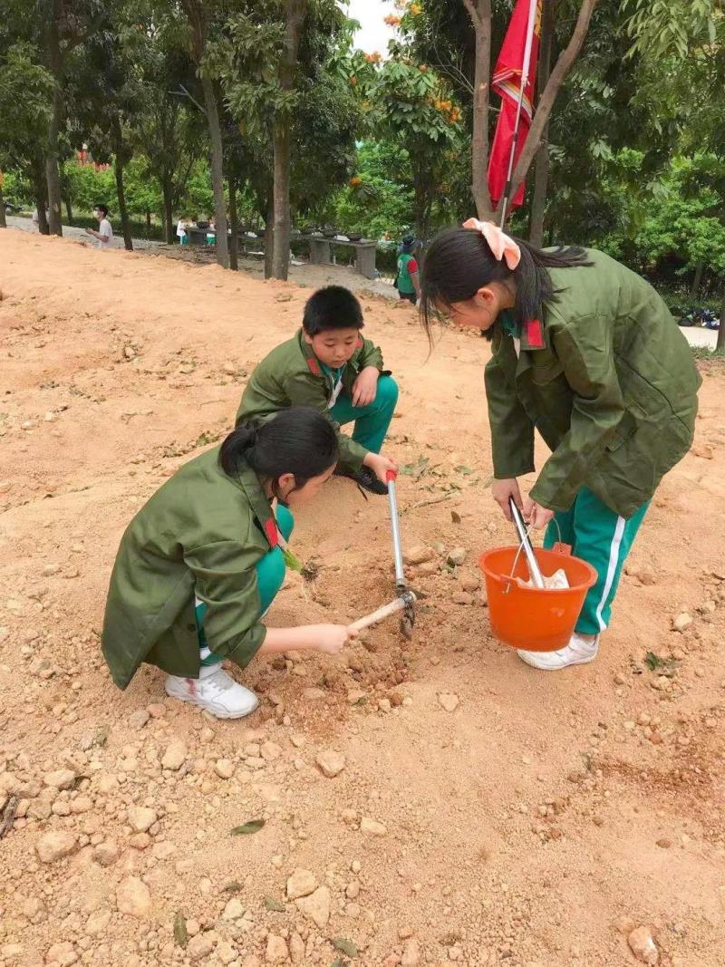 勞動(dòng)實(shí)踐：種植藥苗