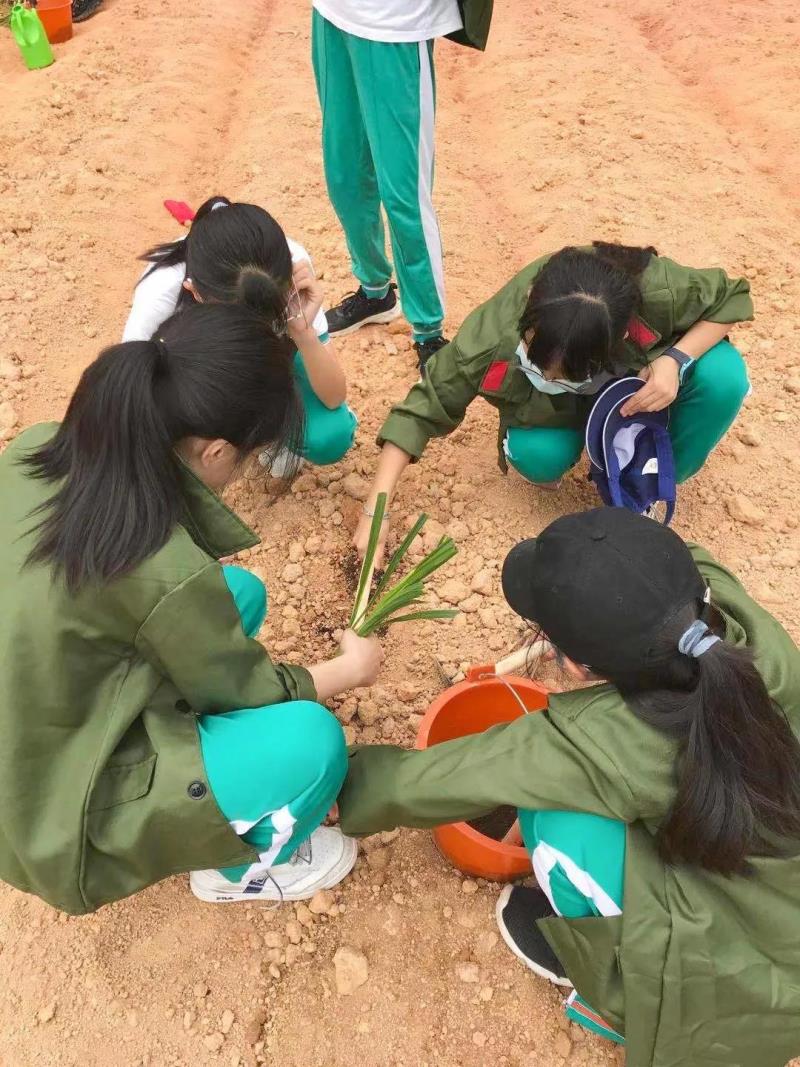 勞動(dòng)實(shí)踐：種植藥苗