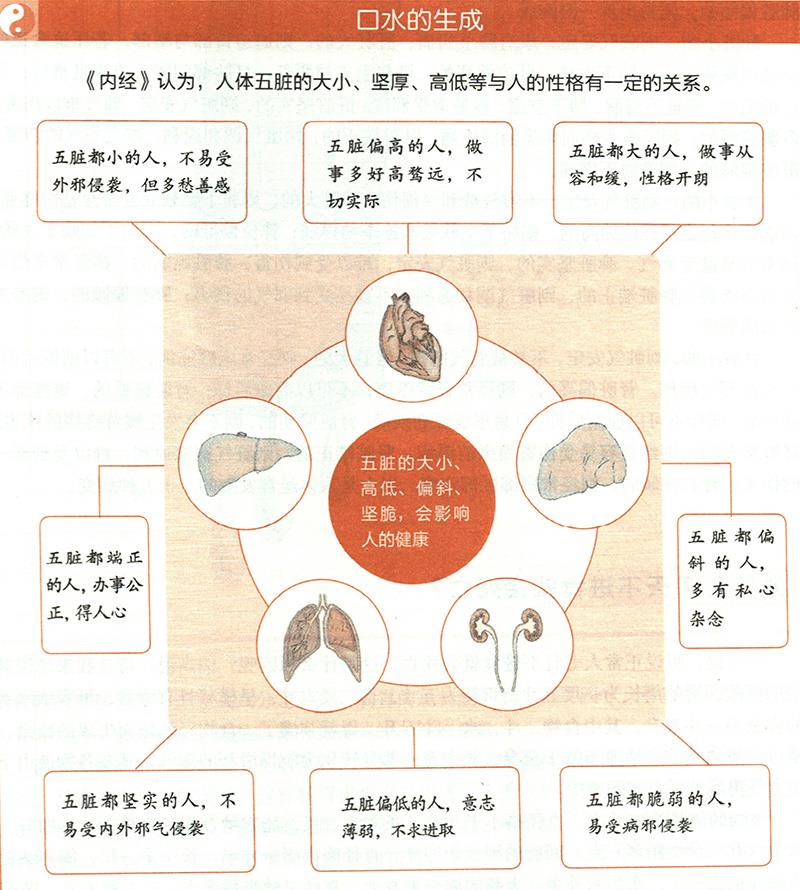 你知道自己臟腑的大小嗎？