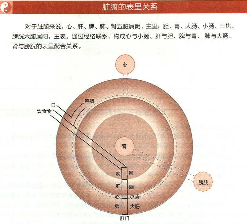 臟腑與各組織之間是什么關(guān)系？