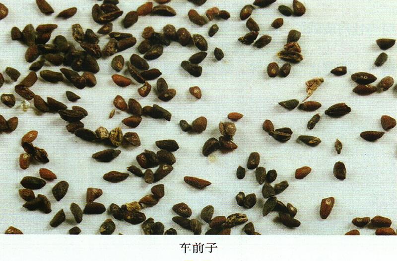 蒙藥經(jīng)方